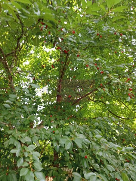 Casa demolabila cu teren de vanzare in Breaza